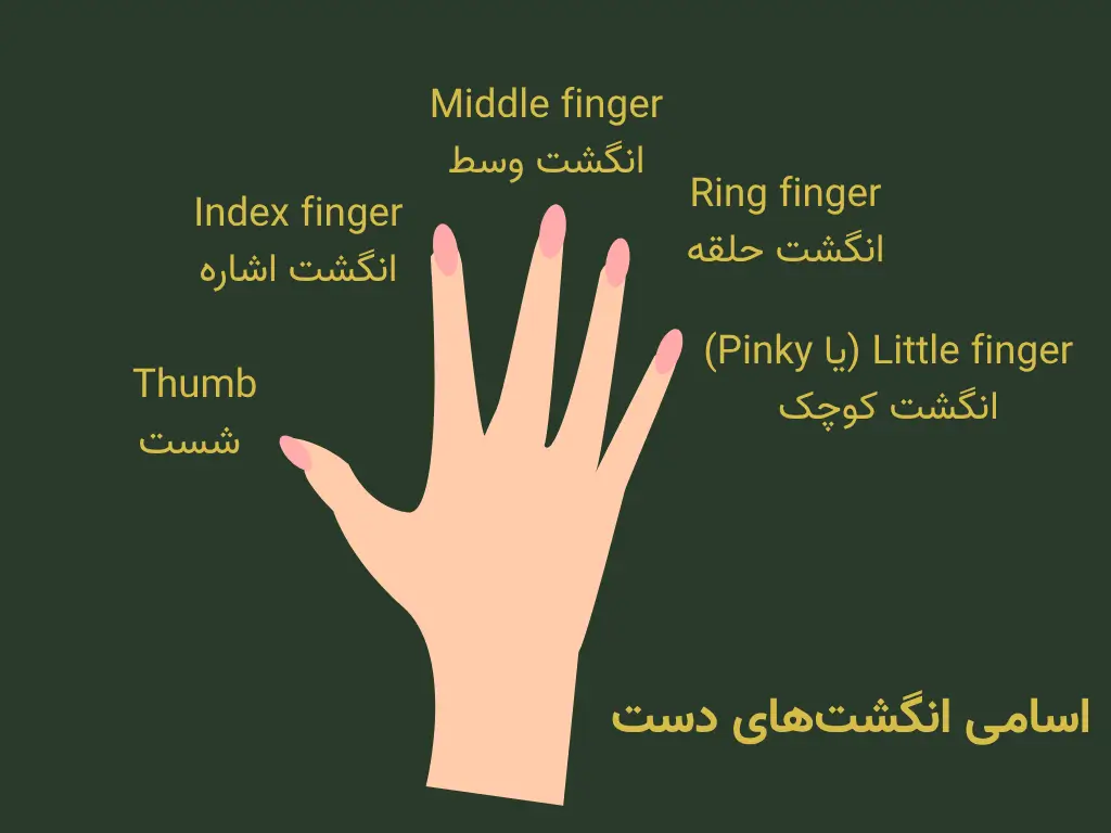 اسامی انگشت‌های دست