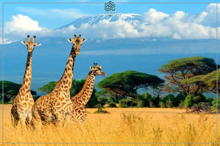 نمایی از کشور آفریقای جنوبی